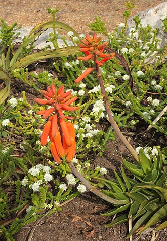 Koudeberg aloe: Rare Koudeberg Aloe in flower in Cape Town botanical garden.