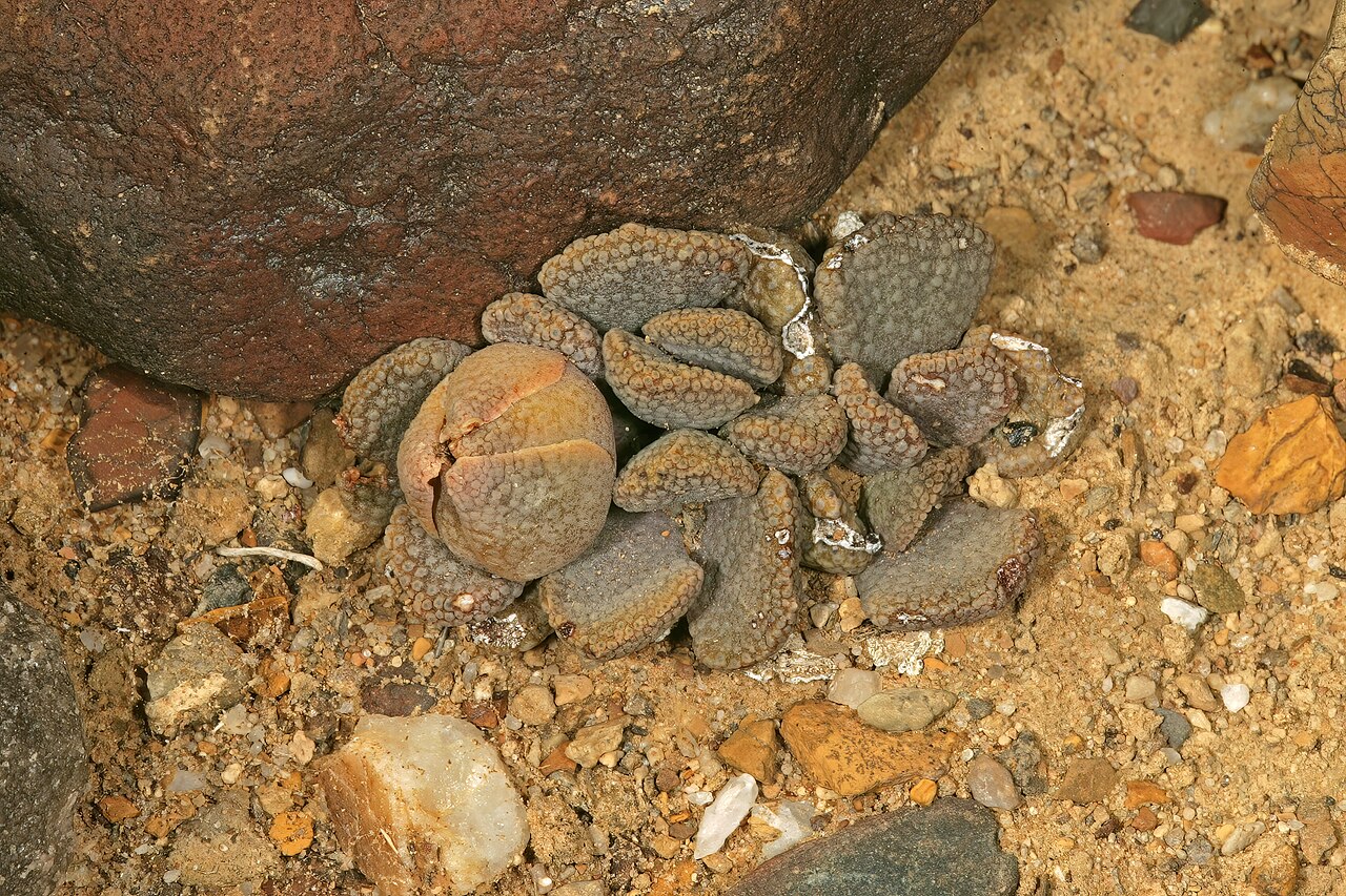 Aloinopsis loganii: Aloinopsis loganii , plant with flower bud; in karroid vegetation, Aasvoëlbos, Laingsburg, Western Cape, South Africa