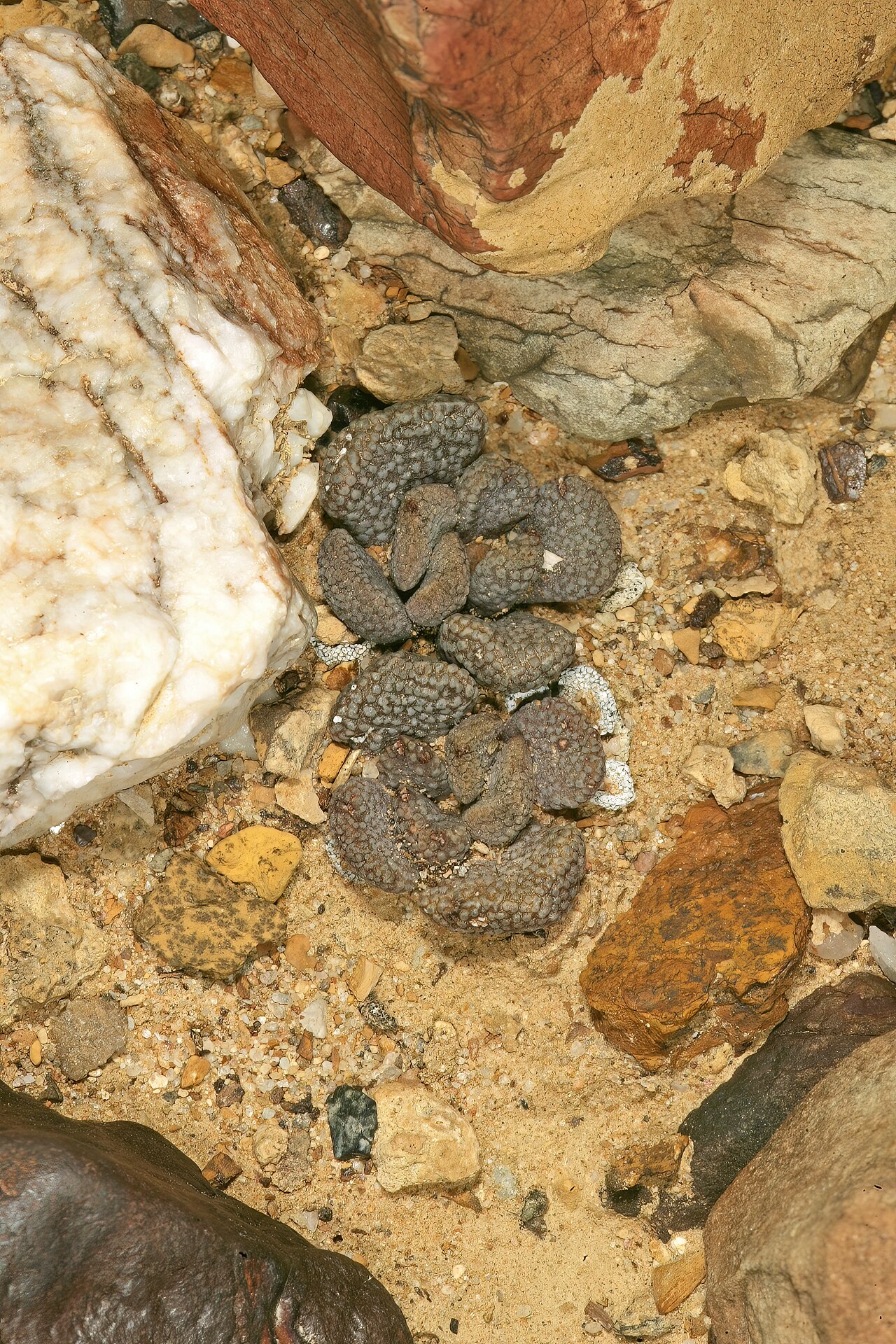 Aloinopsis loganii: Aloinopsis loganii , plants; in karroid vegetation, Aasvoëlbos, Laingsburg, Western Cape, South Africa