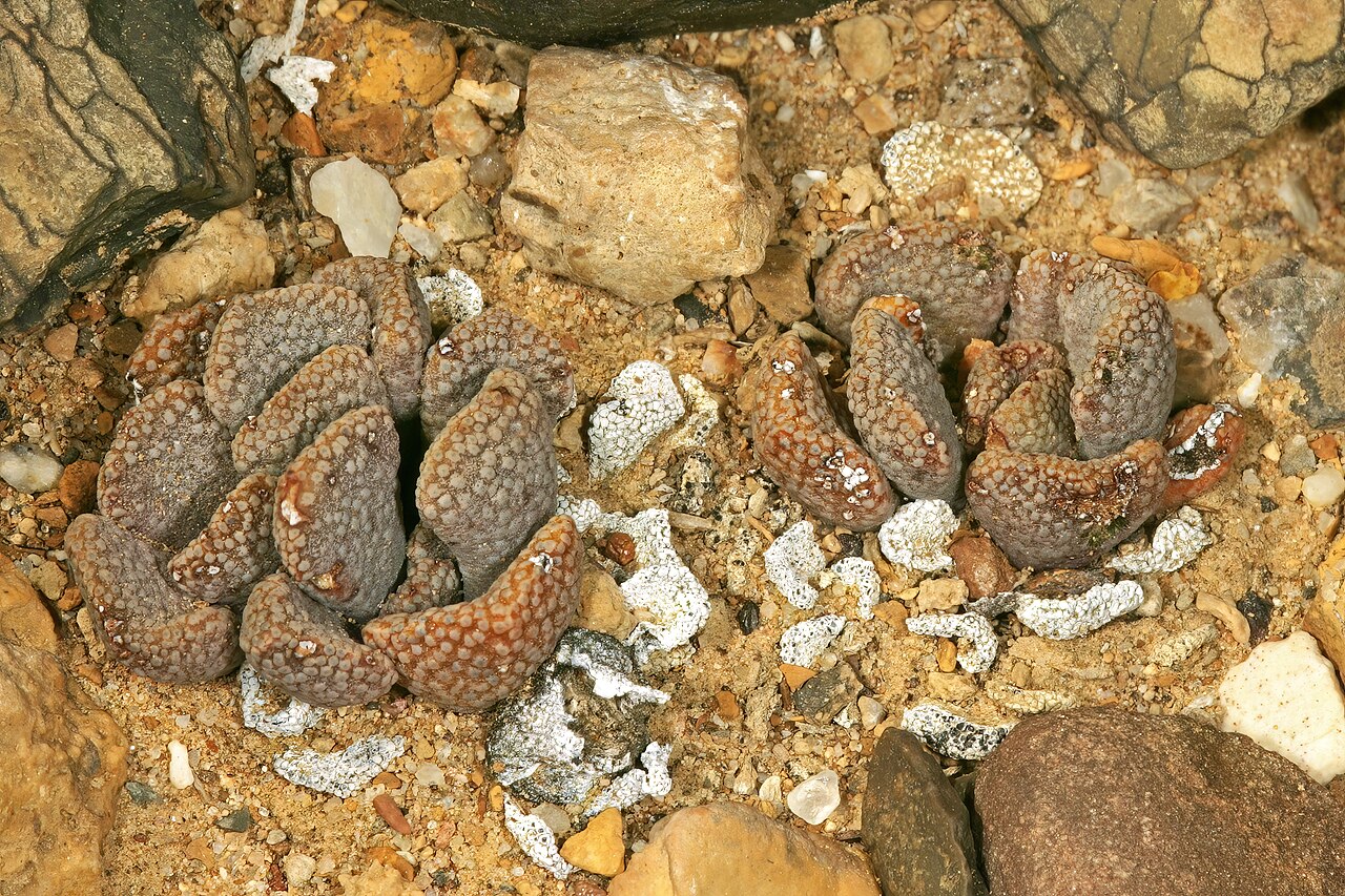 Aloinopsis loganii: Aloinopsis loganii , plants; in karroid vegetation, Aasvoëlbos, Laingsburg, Western Cape, South Africa