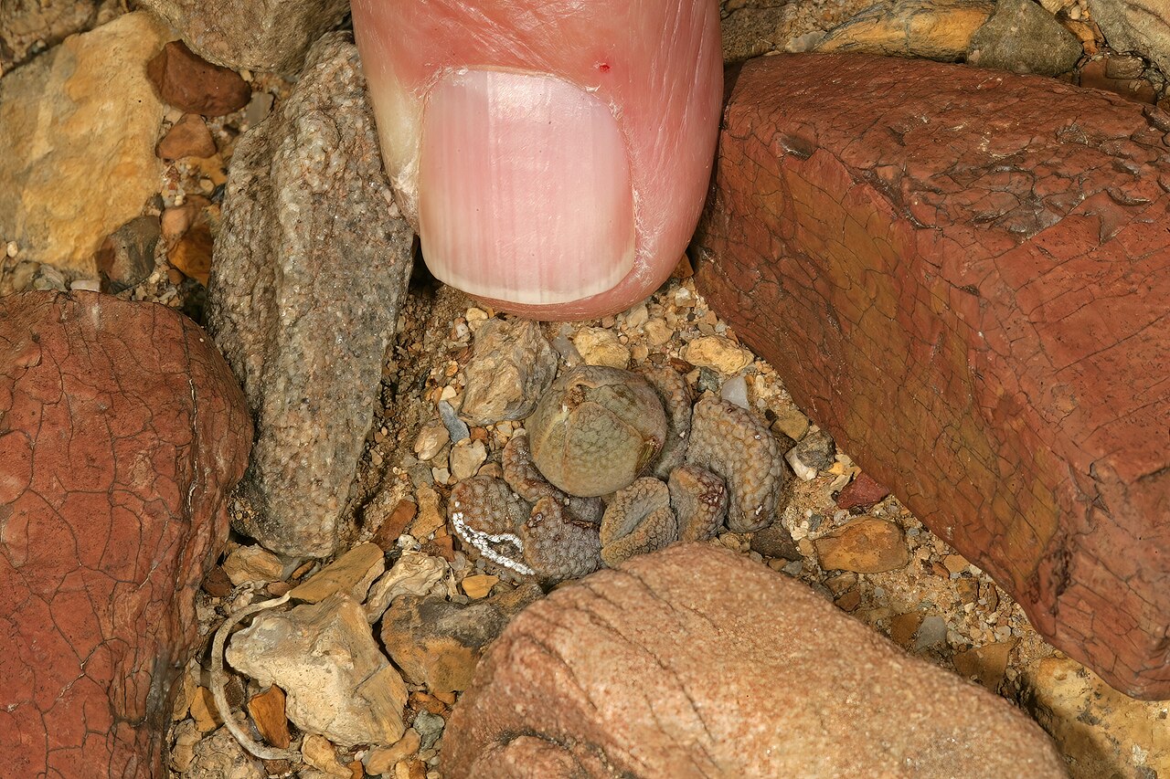 Aloinopsis loganii: Aloinopsis loganii , plant, with flower bud; in karroid vegetation, Aasvoëlbos, Laingsburg, Western Cape, South Africa