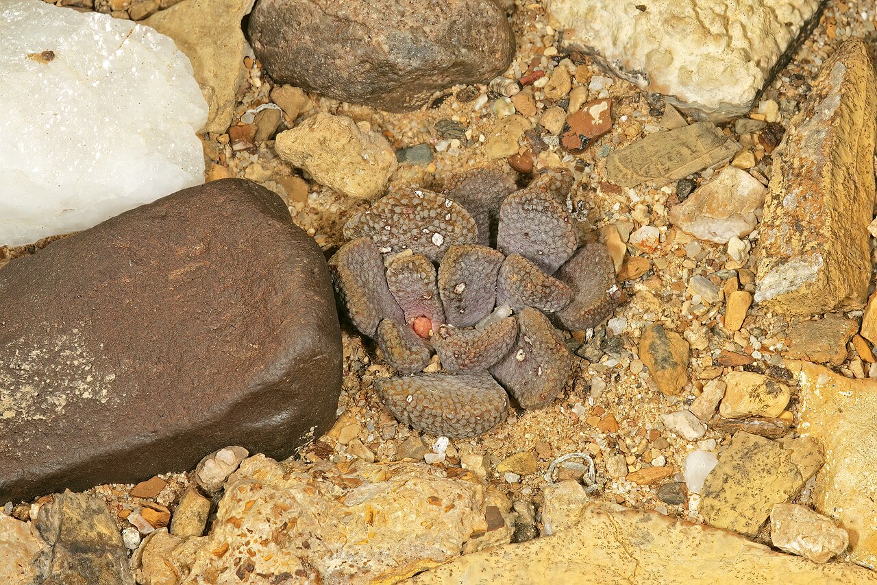 Aloinopsis loganii: Aloinopsis loganii , plant; in karroid vegetation, Aasvoëlbos, Laingsburg, Western Cape, South Africa