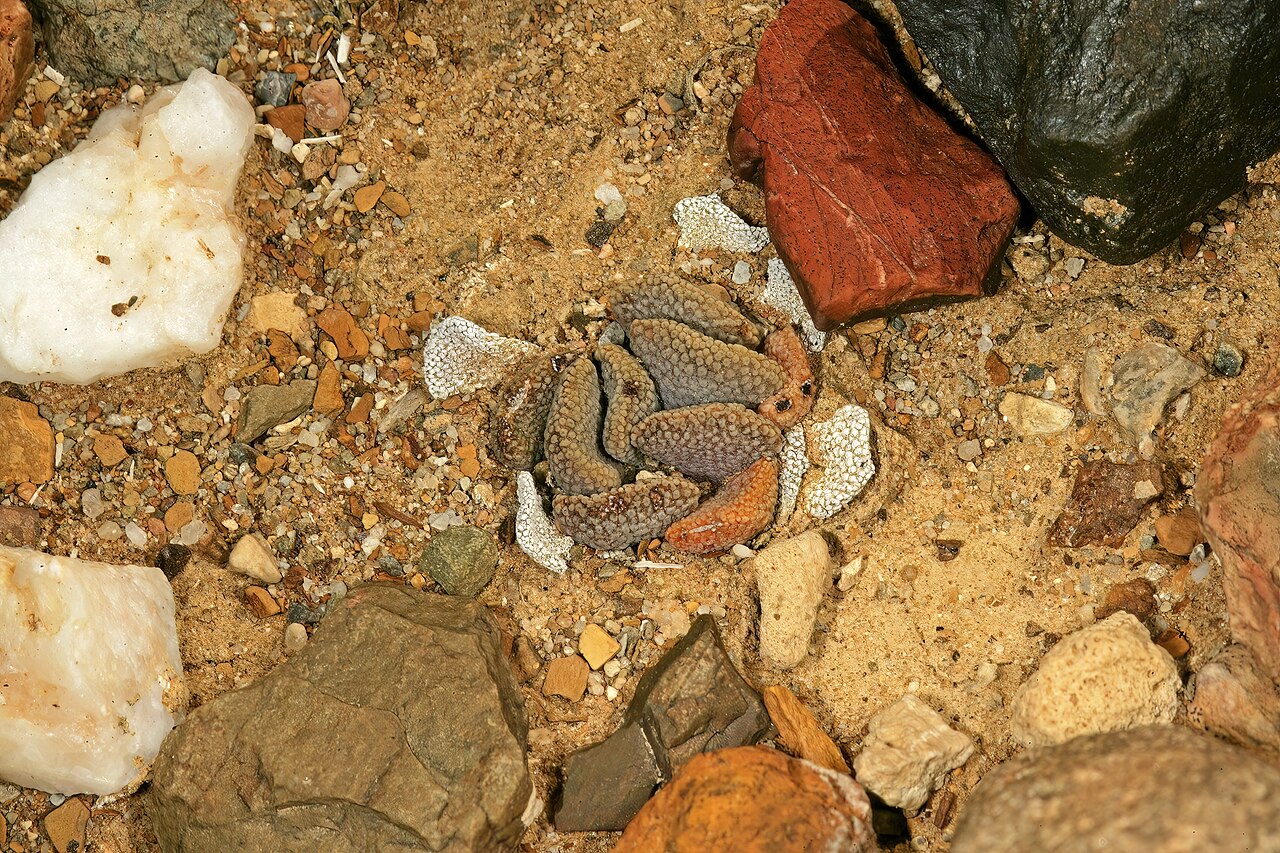 Aloinopsis loganii: Aloinopsis loganii , plant; in karroid vegetation, Aasvoëlbos, Laingsburg, Western Cape, South Africa