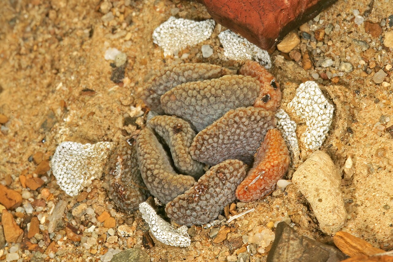 Aloinopsis loganii: Aloinopsis loganii , plant; in karroid vegetation, Aasvoëlbos, Laingsburg, Western Cape, South Africa