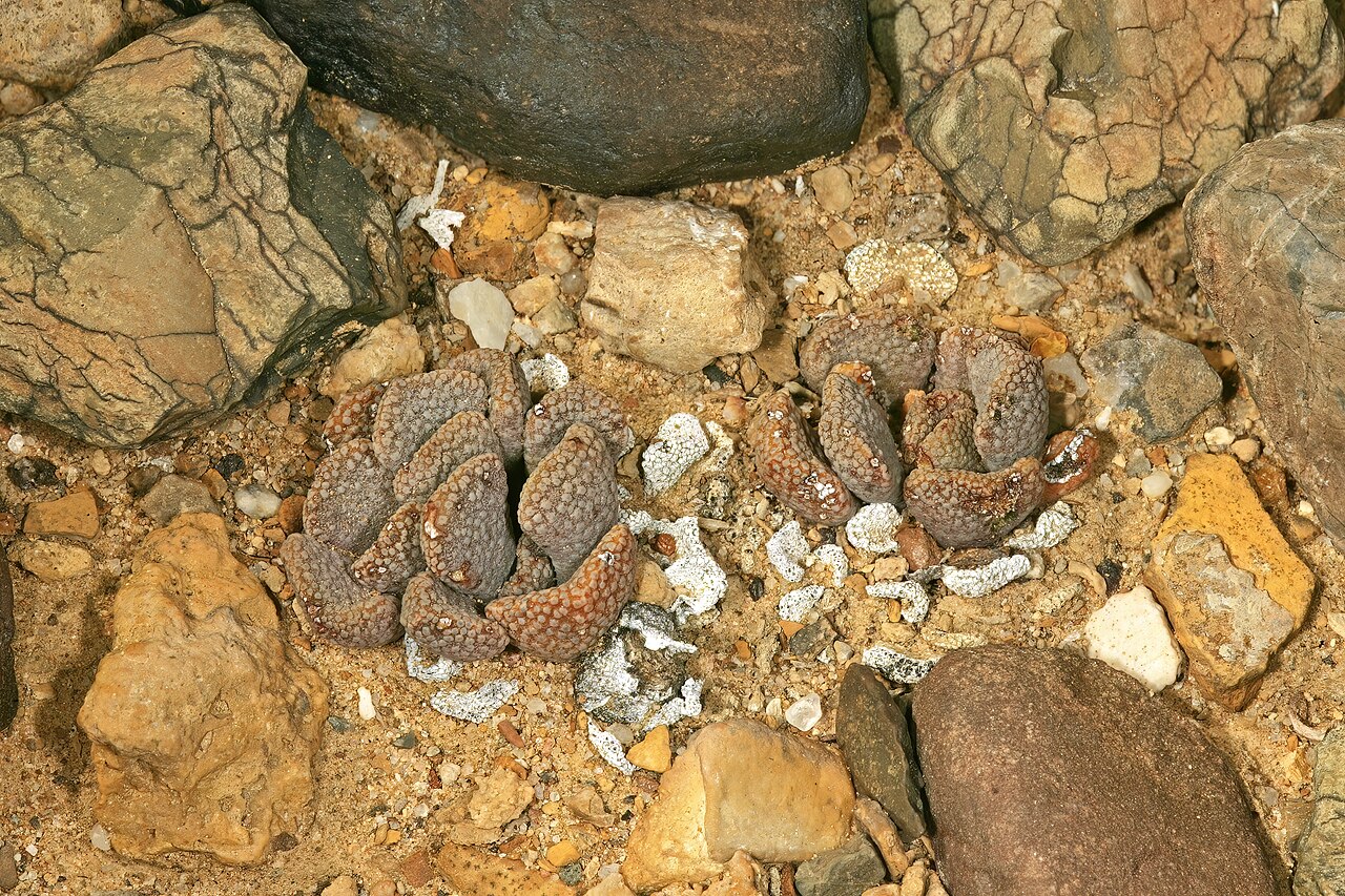 Aloinopsis loganii: Aloinopsis loganii , plants; in karroid vegetation, Aasvoëlbos, Laingsburg, Western Cape, South Africa