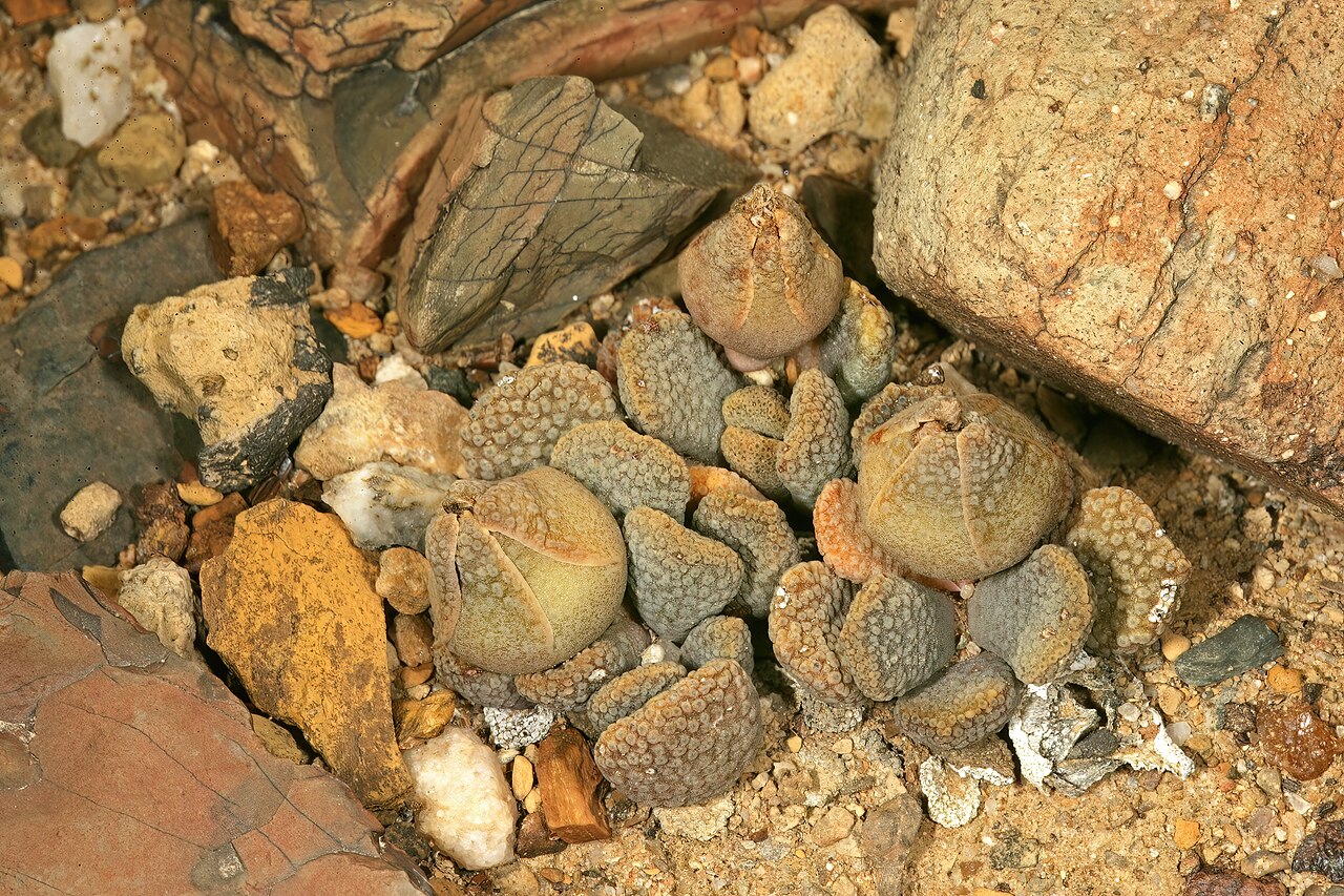 Aloinopsis loganii: Aloinopsis loganii , plant with three flower buds; in karroid vegetation, Aasvoëlbos, Laingsburg, Western Cape, South Africa