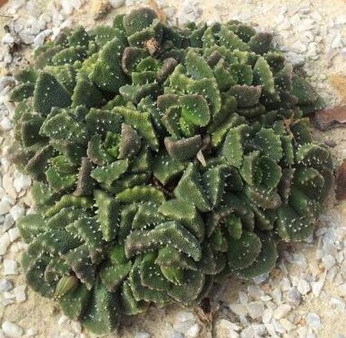Aloinopsis luckhoffii: Aloinopsis setifera - RSA