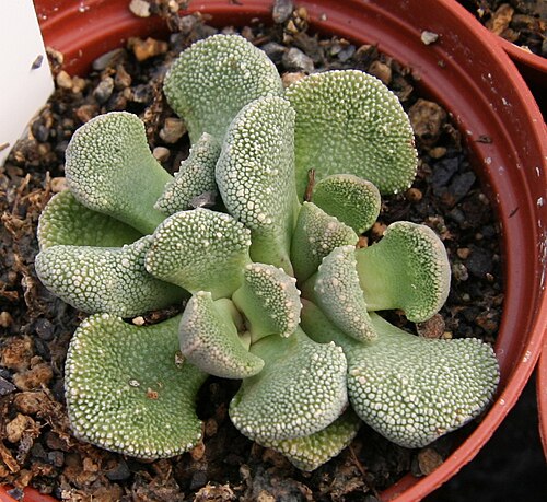 Aloinopsis luckhoffii: Aloinopsis villetii CM231 in Kultur bei Kakteen-Haage in Erfurt