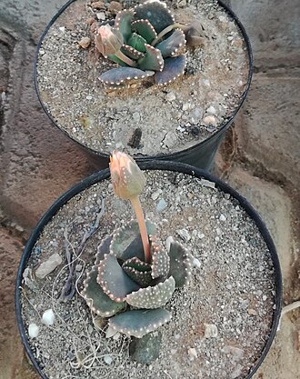Aloinopsis malherbei: Aloinopsis malherbei KDNBG