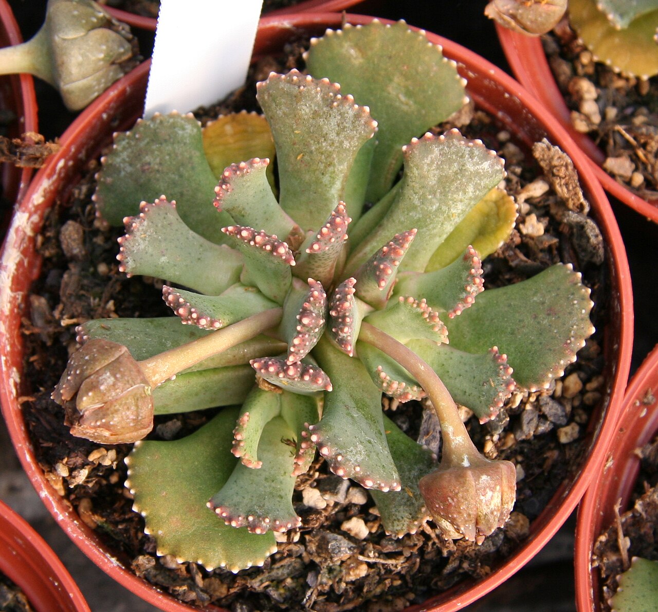 Aloinopsis malherbei: Aloinopsis malherbei in Kultur bei Kakteen-Haage in Erfurt