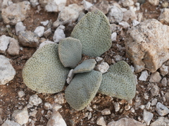 Aloinopsis rosulata (Aloinopsis rosulata)