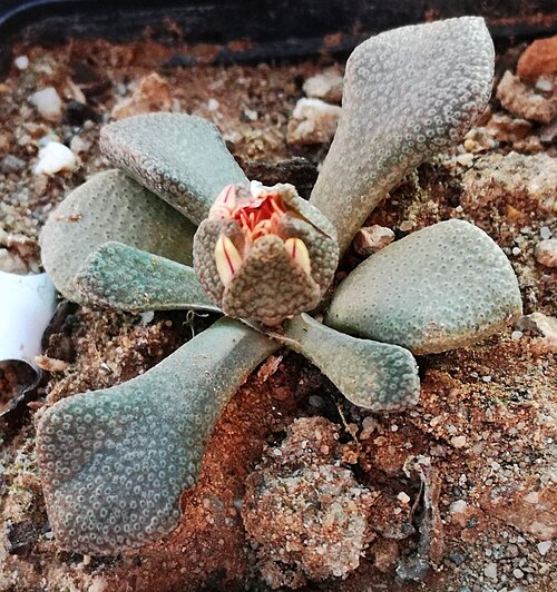 Aloinopsis rosulata: Aloinopsis rosulata KDNBG