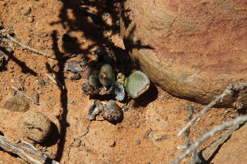 Aloinopsis rosulata (Aloinopsis rosulata)