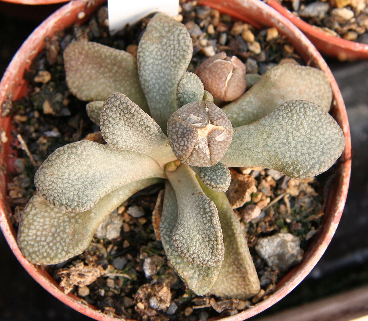 Aloinopsis rosulata: Aloinopsis rosulata in Kultur bei Kakteen-Haage in Erfurt