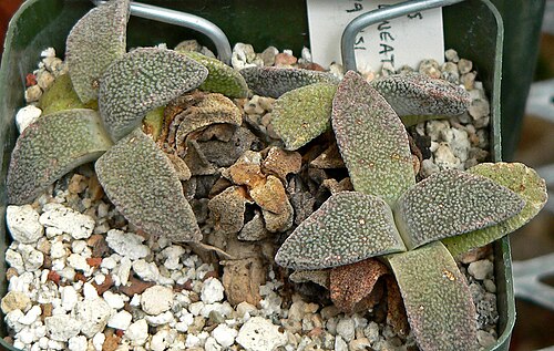 Aloinopsis rubrolineata: Aloinopsis rubrolineata at the University of California Botanical Garden , Berkeley, California