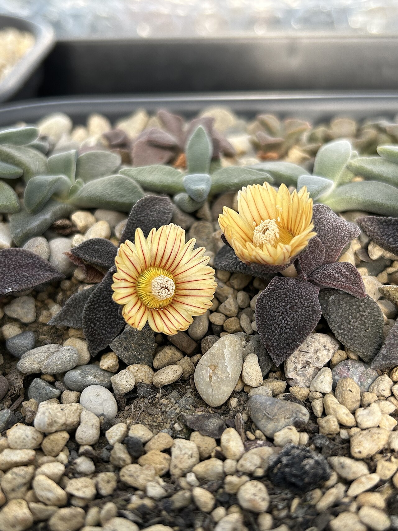 Aloinopsis rubrolineata: In bloei in de maand januari op een zonnige middag, locatie België.