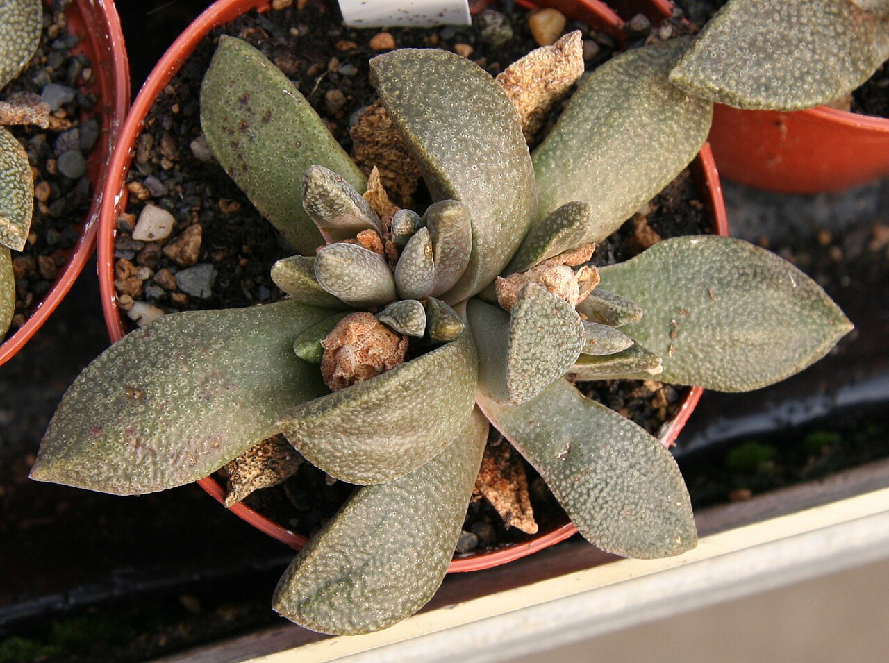 Aloinopsis rubrolineata: Aloinopsis rubrolineata in Kultur bei Kakteen-Haage in Erfurt