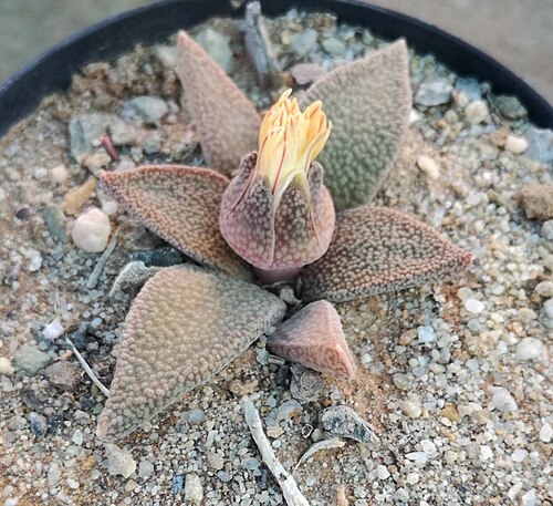Aloinopsis rubrolineata: Aloinopsis rubrolineata