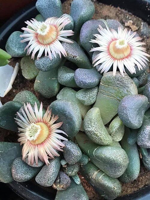 Aloinopsis schooneesii: Aloinopsis schooneesii L.Bolus - cultivated at Heidelberg, Transvaal, South Africa