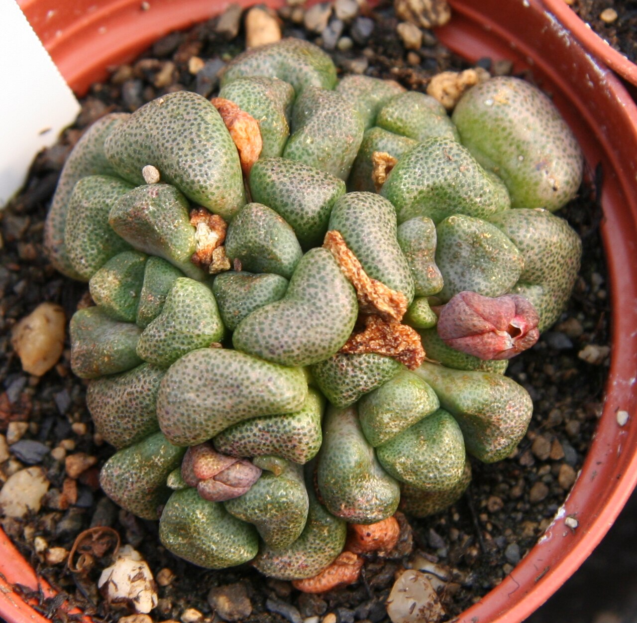 Aloinopsis schooneesii: Aloinopsis schooneesii in Kultur bei Kakteen-Haage in Erfurt