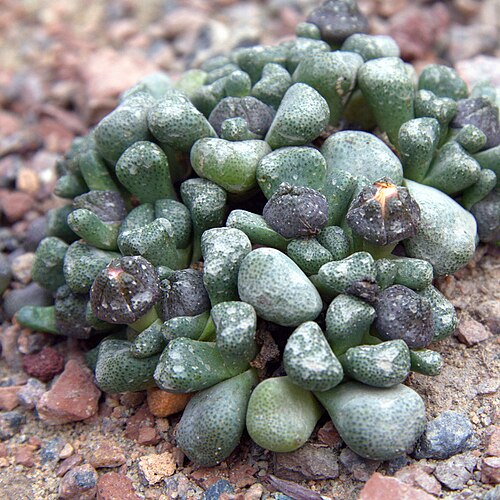 Aloinopsis schooneesii: Aloinopsis schooneesii