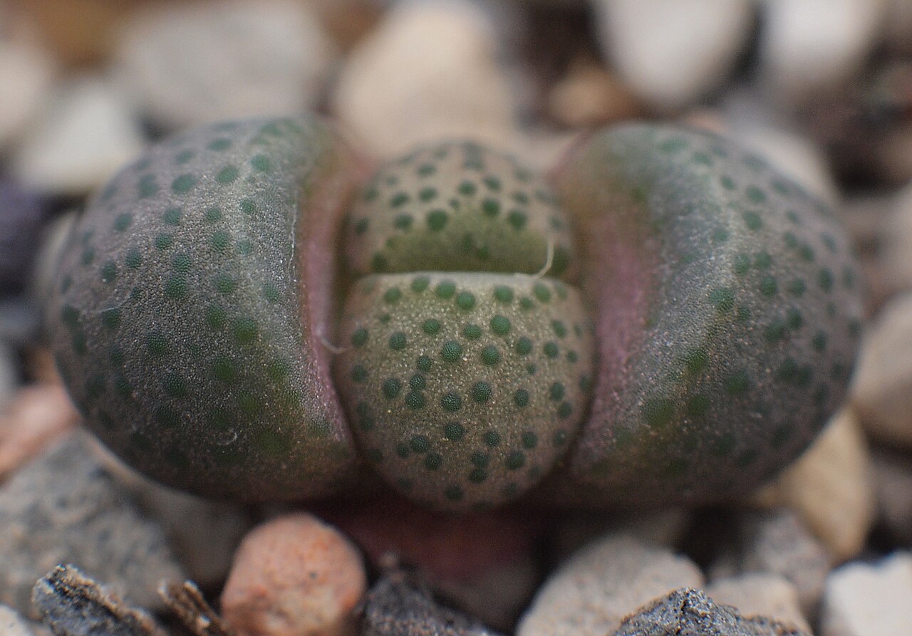Aloinopsis schooneesii: Aloinopsis schooneesii
