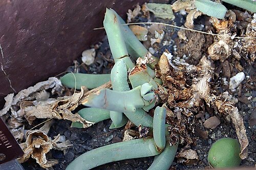 Aloinopsis schooneesii: Location taken: United States Botanic Garden. Names: Aloinopsis schooneesii L. Bol., Living Ston Classification: Plantae > Magnoliophyta > Magnoliopsida > Caryo