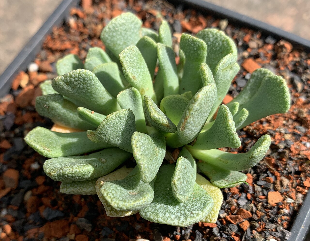 Aloinopsis spathulata: Aloinopsis spathulata in Kultur