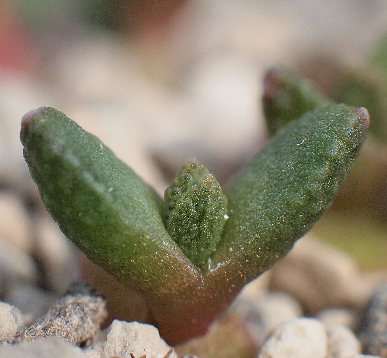 Aloinopsis spathulata: Aloinopsis spathulata