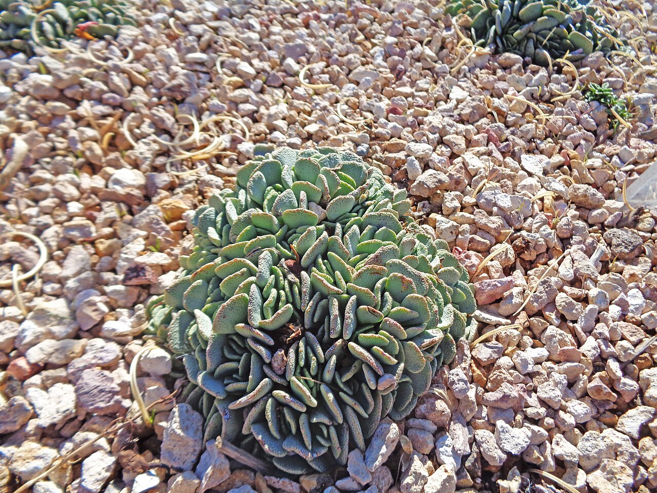 Aloinopsis spathulata: Hardy Living Stone (Aloinopsis spathulata), Fig-marigold family (Aizoaceae). Red Butte Garden, Salt Lake City, Utah.