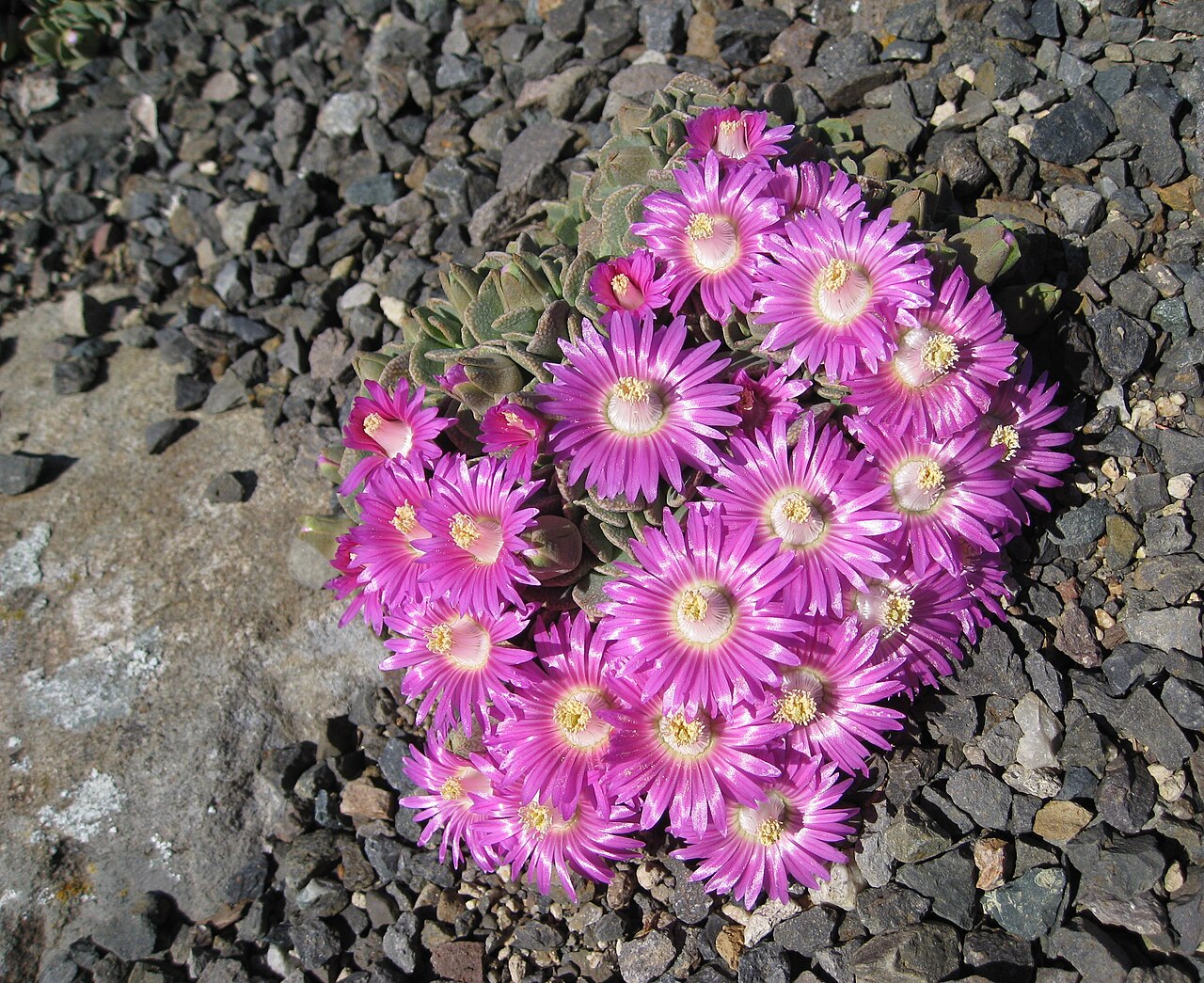 Aloinopsis spathulata: Aloinopsis spathulata