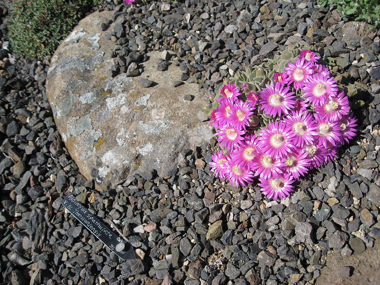 Aloinopsis spathulata: Aloinopsis spathulata
