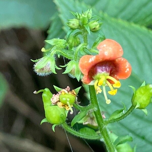 Alonsoa caulialata (Alonsoa caulialata)