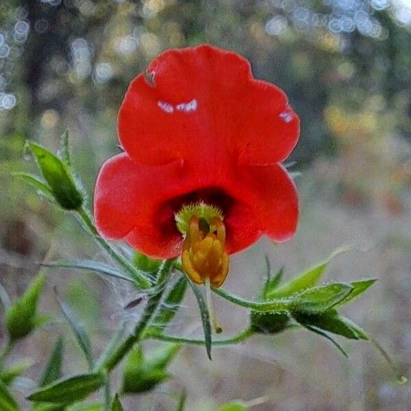 Alonsoa caulialata (Alonsoa caulialata)