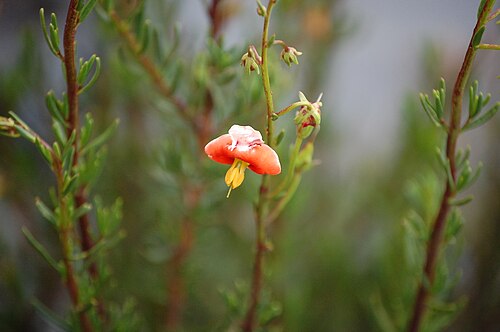 Alonsoa linearis: Flor de Alonsoa linearis