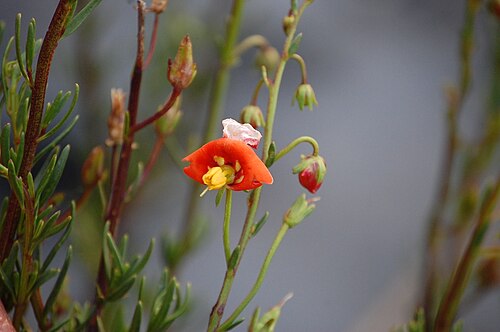 Alonsoa linearis: Flor de Alonsoa linearis