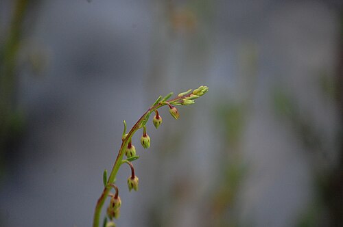 Alonsoa linearis: Alonsoa linearis, racimo