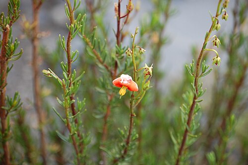 Alonsoa linearis: Flor de Alonsoa linearis