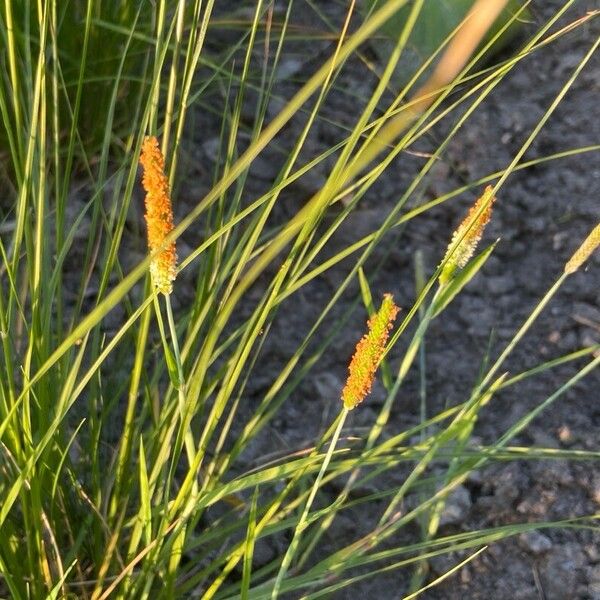 Orange foxtail (Alopecurus aequalis)