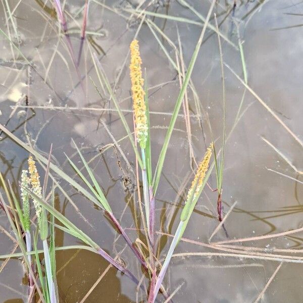 Orange foxtail (Alopecurus aequalis)
