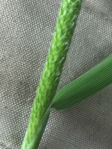 Orange foxtail (Alopecurus aequalis)