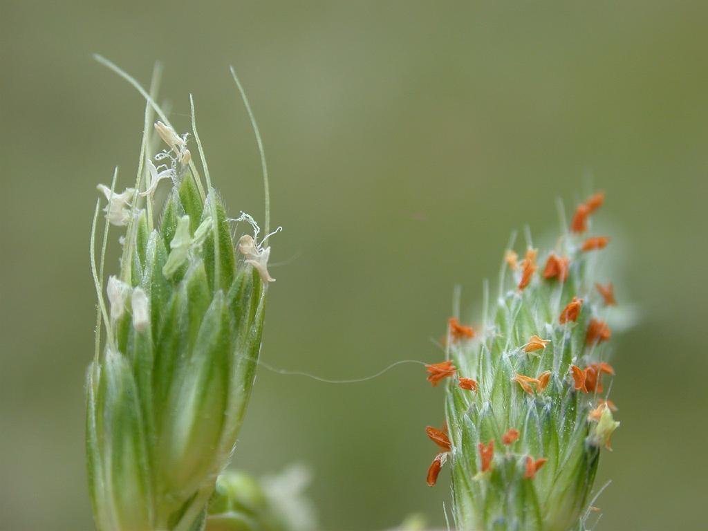 Orange foxtail: Spikelets of Alopecurus aequalis & A. japonicus(Poaceae) left:A. japonica(with larger Spikelet and longer awn) date:2006.04.09:rice field,Tanabe city,Wakayama p