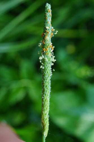 Orange foxtail (Alopecurus aequalis)