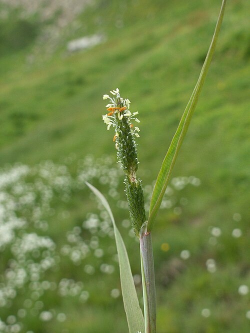 Orange foxtail: Alopecurus aequalis Quelle: own photograph, Schynige Platte (Switzerland, Kanton Bern) Michael Jutzi Date: 14.7.05