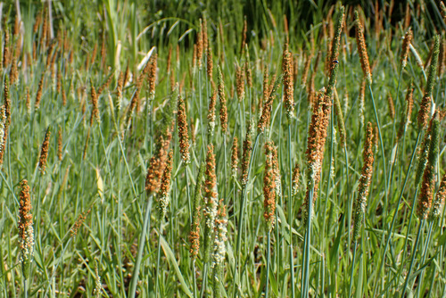 Orange foxtail (Alopecurus aequalis)