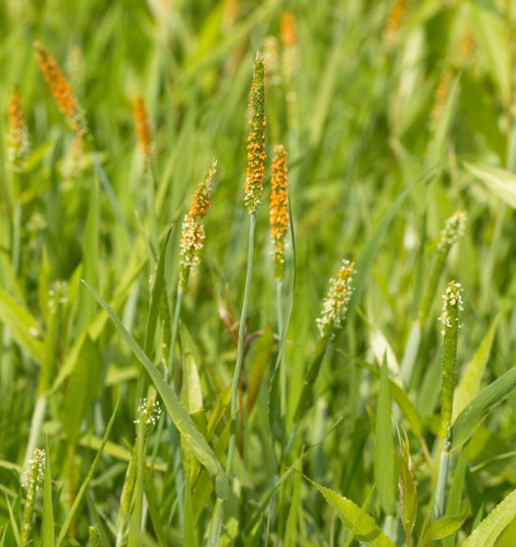 Orange foxtail (Alopecurus aequalis)