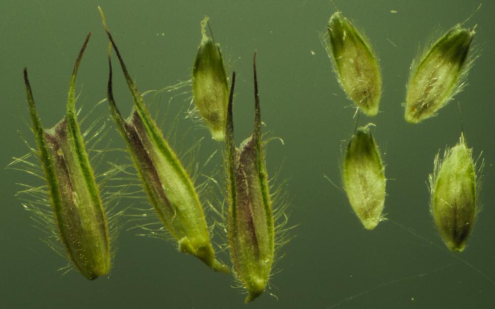 Orange foxtail: Spikelets of Alopecurus aequalis (right hand side) lack awns from the tip of the glume, whereas the spikelets of Phleum pratense (left hand side) have a short s