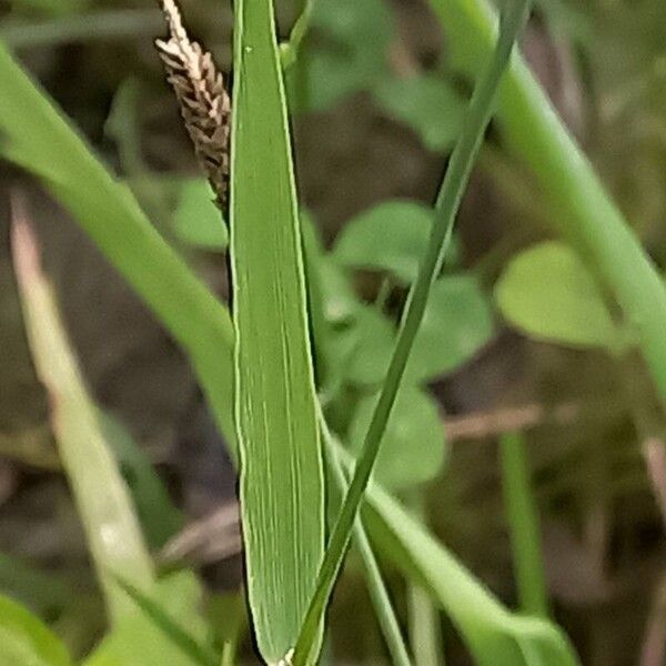 Orange foxtail (Alopecurus aequalis)