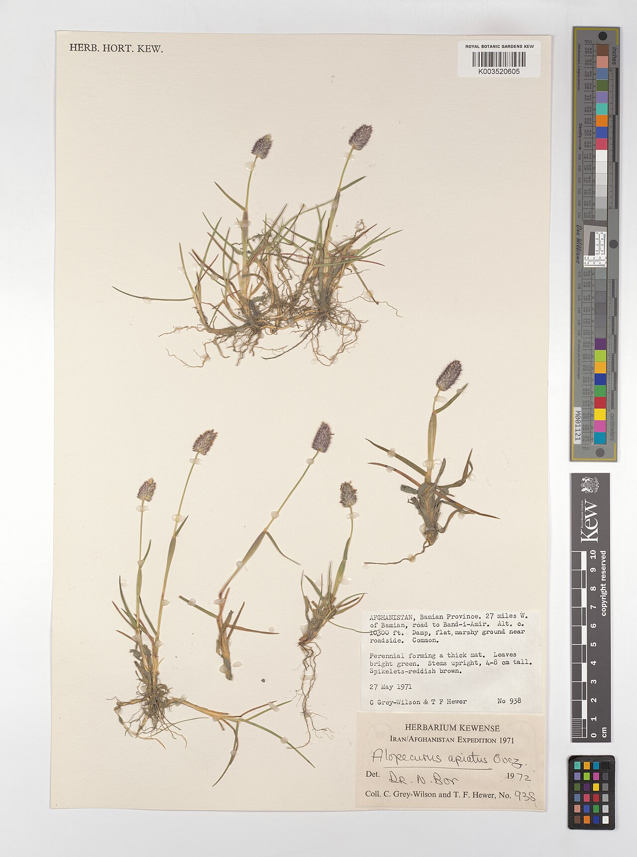 Alopecurus apiatus: Alopecurus apiatus — Herbarium specimen from Bamian Province. 27 miles W. of Bamian, road to Band-i-Amir., Afghanistan. Collected by Grey-Wilson, C.; Hewer, T.F