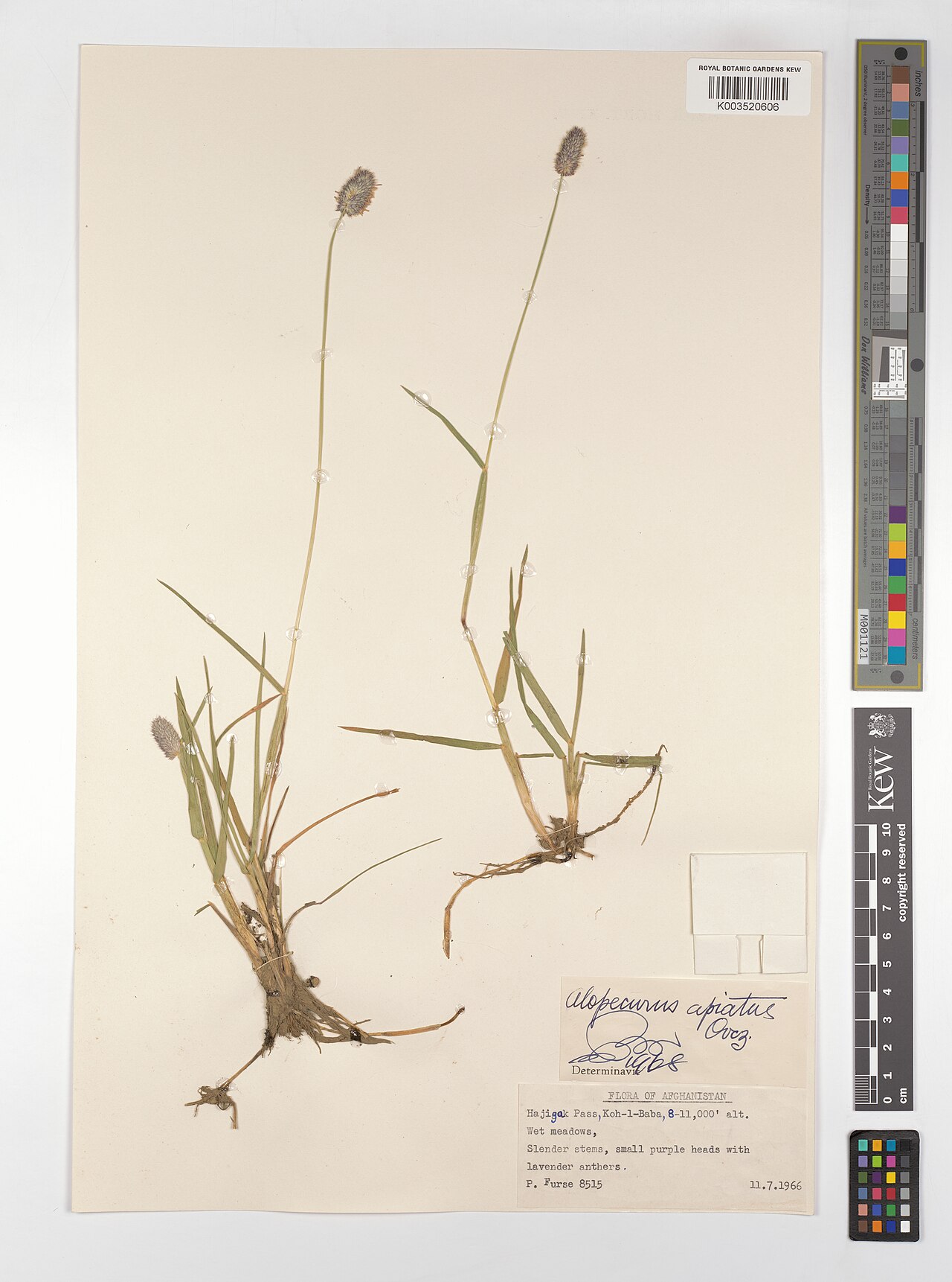 Alopecurus apiatus: Alopecurus apiatus — Herbarium specimen from Hajigak Pass, Koh-l-Baba, Afghanistan. Collected by Furse, P. (1966-07-11). Recorded in GBIF occurrence 4607990671